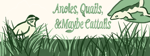 Anoles Quails and Maybe Cattails