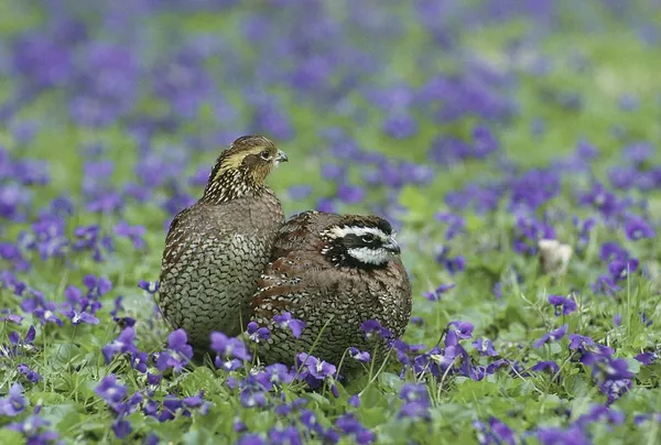 bobwhite quail