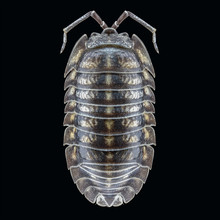 isopod