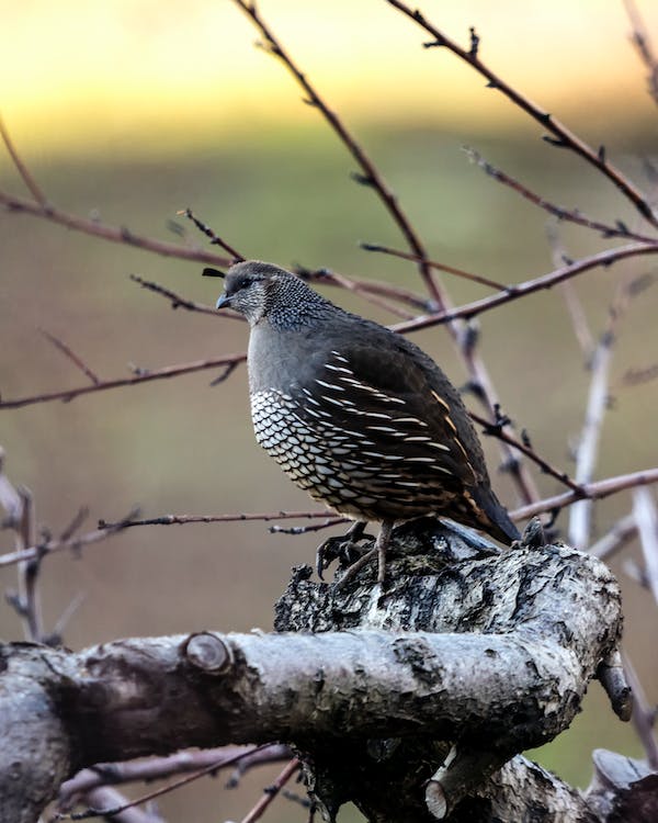 quail