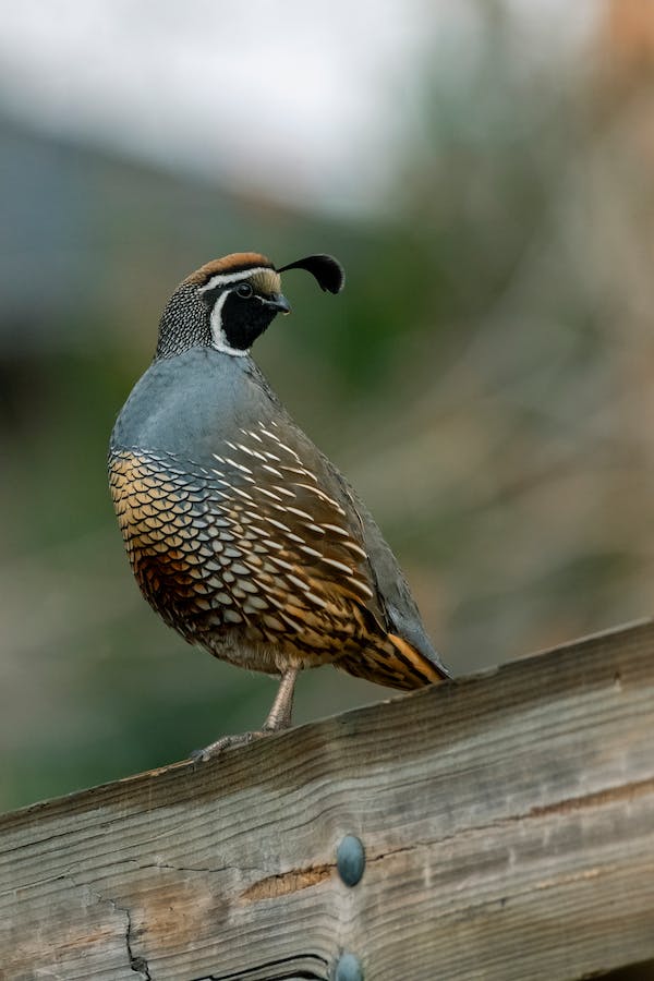 quail